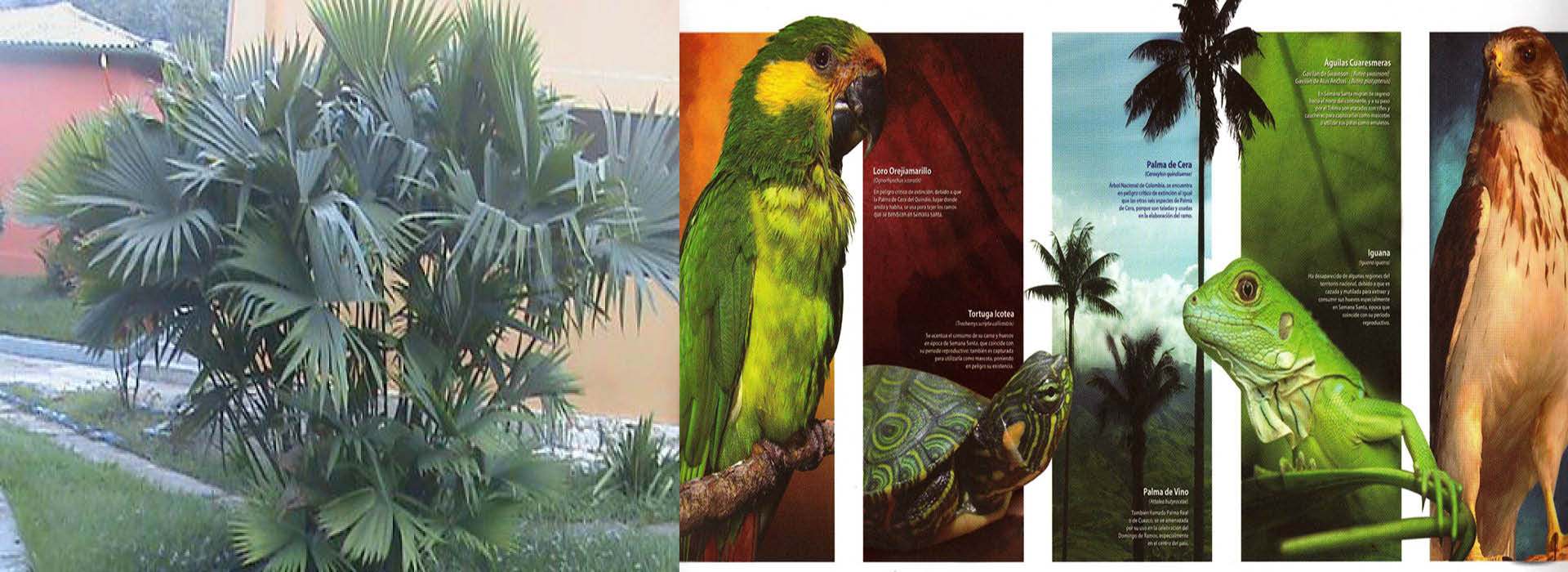 Cuidar la naturaleza no significa dejar las tradiciones